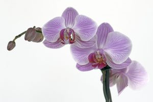 Nice Thai Massage